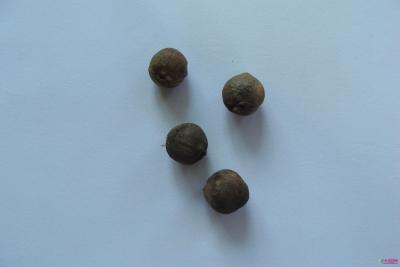 川鄂连蕊茶‘天山粉’