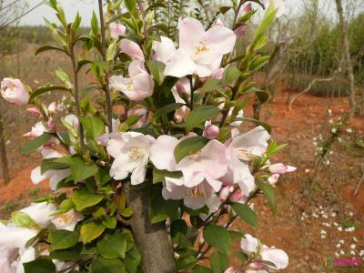川鄂连蕊茶‘天山粉’