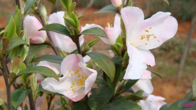 川鄂连蕊茶‘天山粉’